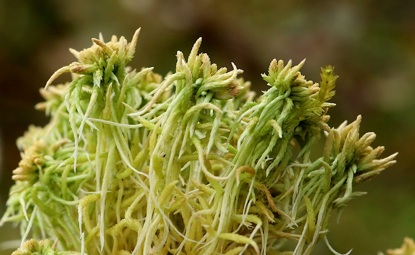 Image of Sphagnum arcticum specimen.