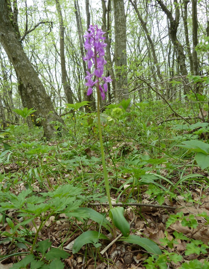 Изображение особи Orchis mascula.