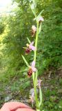 Ophrys oestrifera