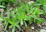Gypsophila perfoliata. Побеги. Крым, Ялта, Грузпорт, выбитый участок с рудеральной растительностью. 27 мая 2011 г.