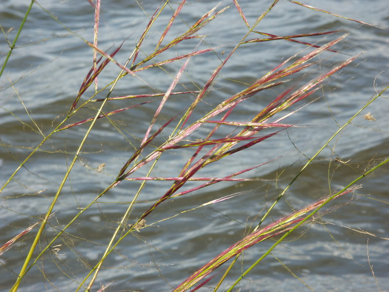 Image of Zizania aquatica specimen.