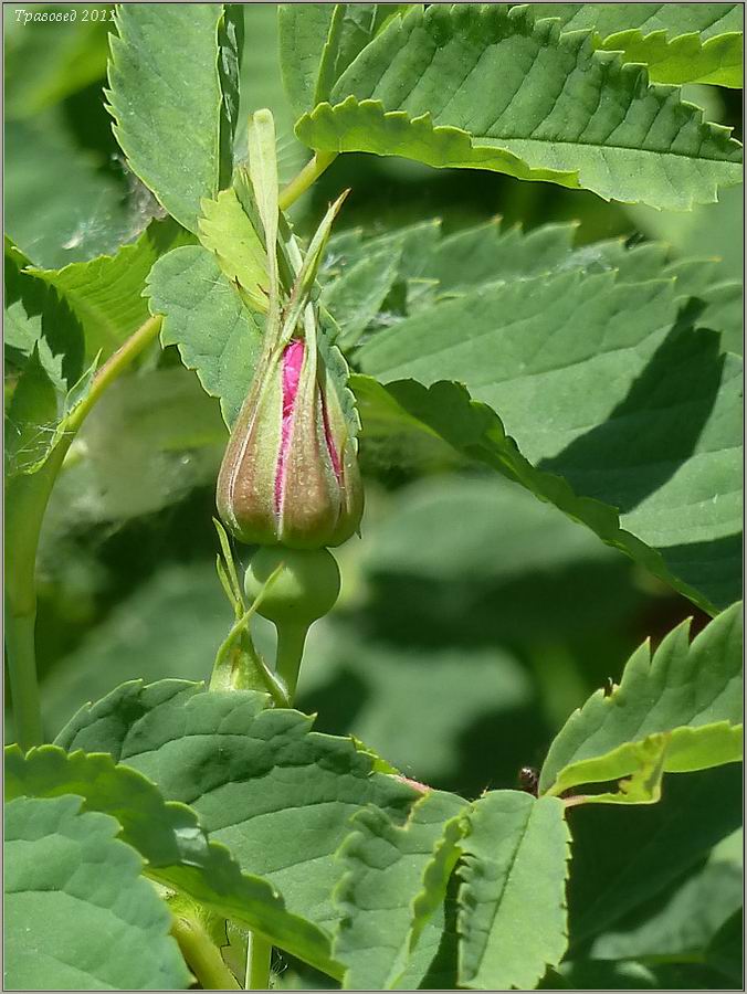 Image of Rosa glabrifolia specimen.