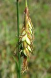 Carex limosa