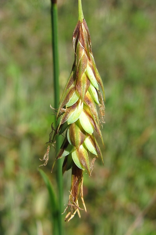 Image of Carex limosa specimen.