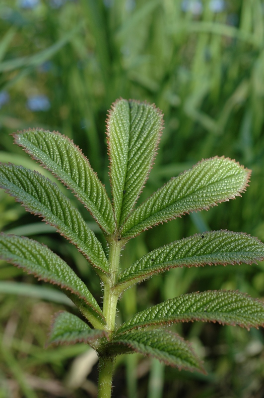 Изображение особи Rodgersia sambucifolia.