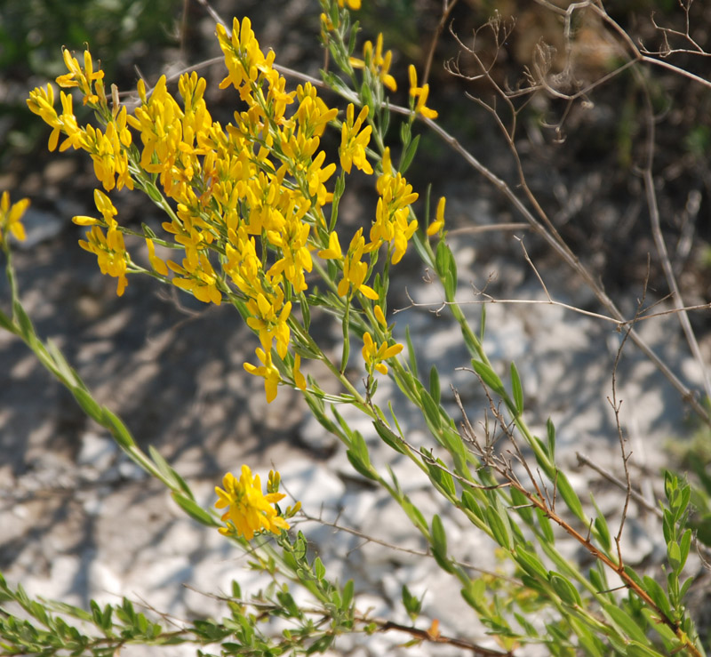 Image of Genista tanaitica specimen.