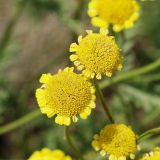 Tanacetum millefolium