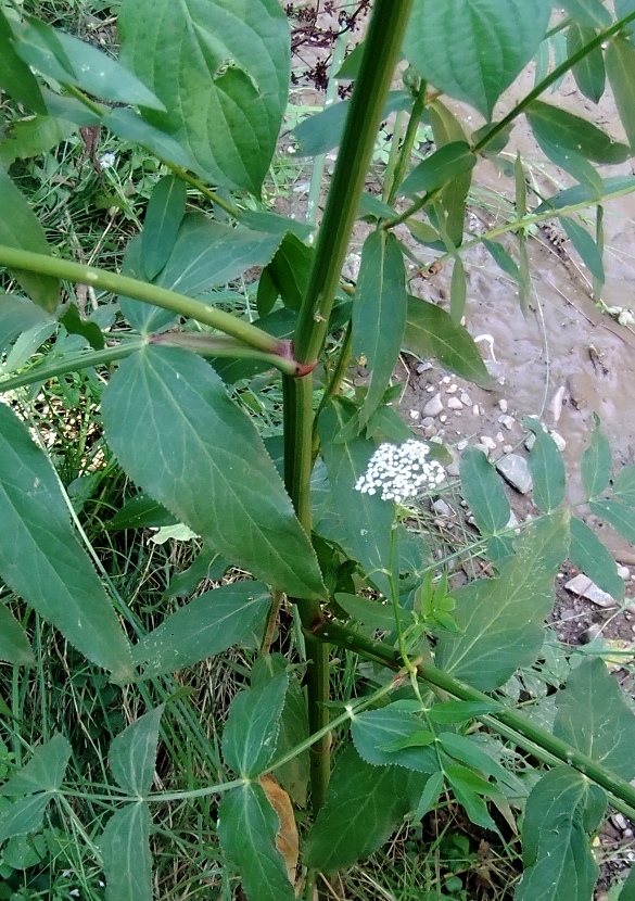 Изображение особи Sium latifolium.