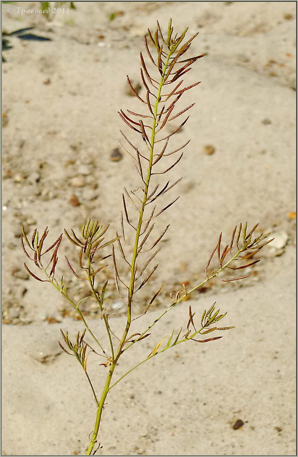 Image of Erysimum cheiranthoides specimen.