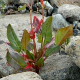 Rumex acetosa