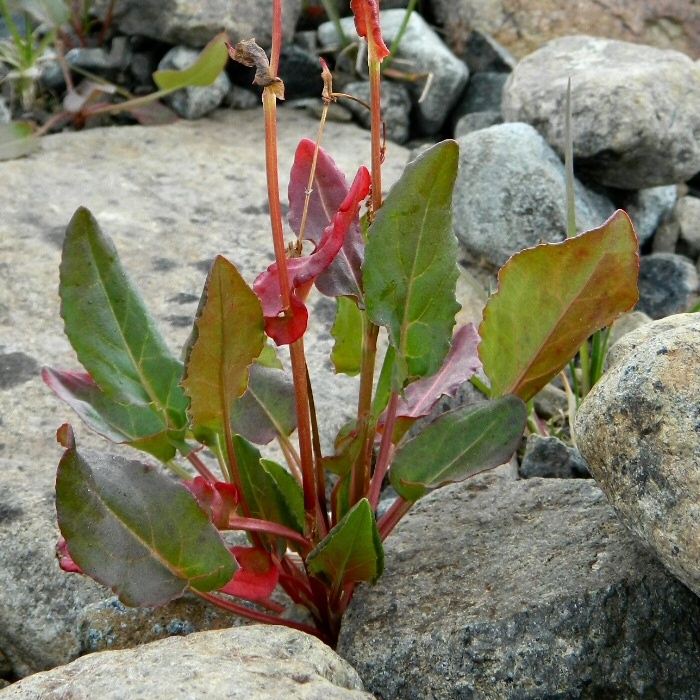 Изображение особи Rumex acetosa.