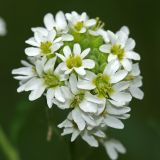 Image of taxon representative. Author is Вадим Прохоров