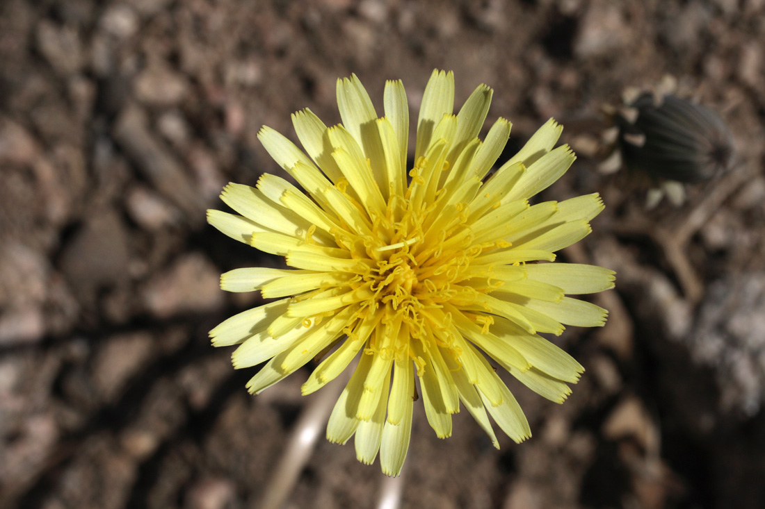 Image of Taraxacum turcomanicum specimen.