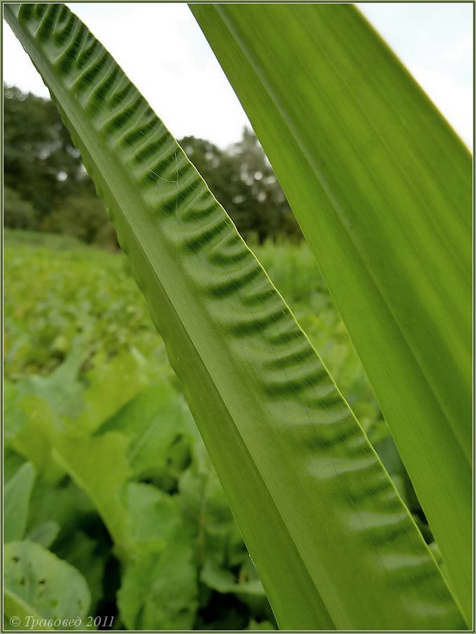 Image of Acorus calamus specimen.