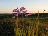 Campanula rotundifolia. Цветущее растение. Архангельская обл., Малоземельская тундра, долина реки Вельт. 17.07.2008.