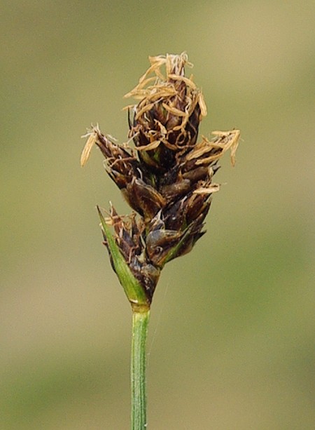 Изображение особи Carex dimorphotheca.
