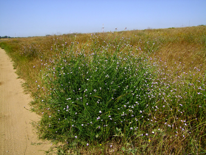 Изображение особи Erucaria hispanica.