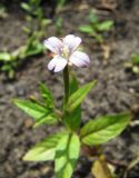 Epilobium adenocaulon