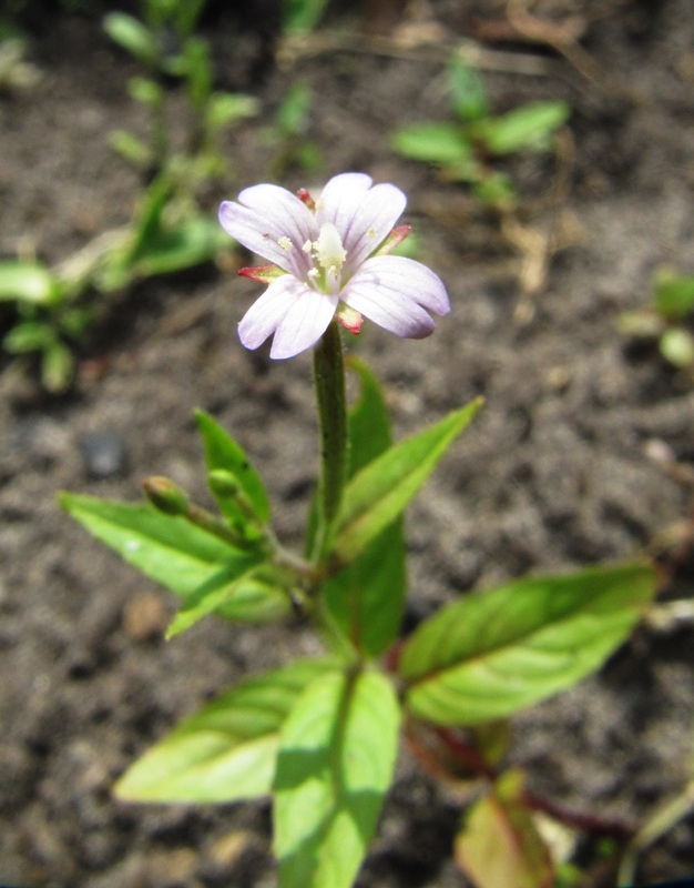 Image of Epilobium adenocaulon specimen.