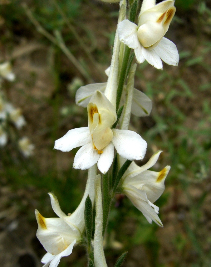 Изображение особи Delphinium stocksianum.