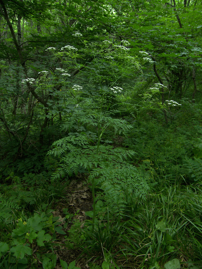 Image of Chaerophyllum bulbosum specimen.