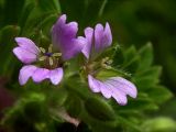 Geranium pusillum