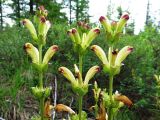 Pedicularis sceptrum-carolinum