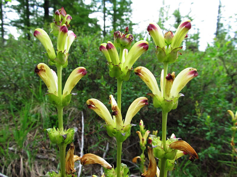 Image of Pedicularis sceptrum-carolinum specimen.