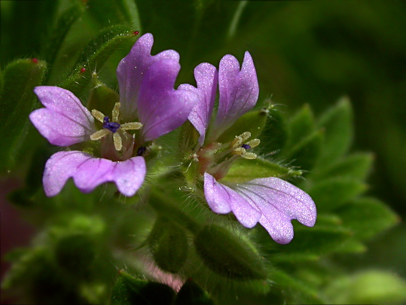 Image of Geranium pusillum specimen.