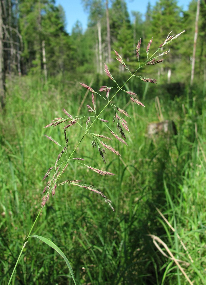 Изображение особи Calamagrostis langsdorffii.