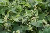 Echinocystis lobata. Побеги с соцветиями. Московская обл., дачный участок. 27.07.2007.
