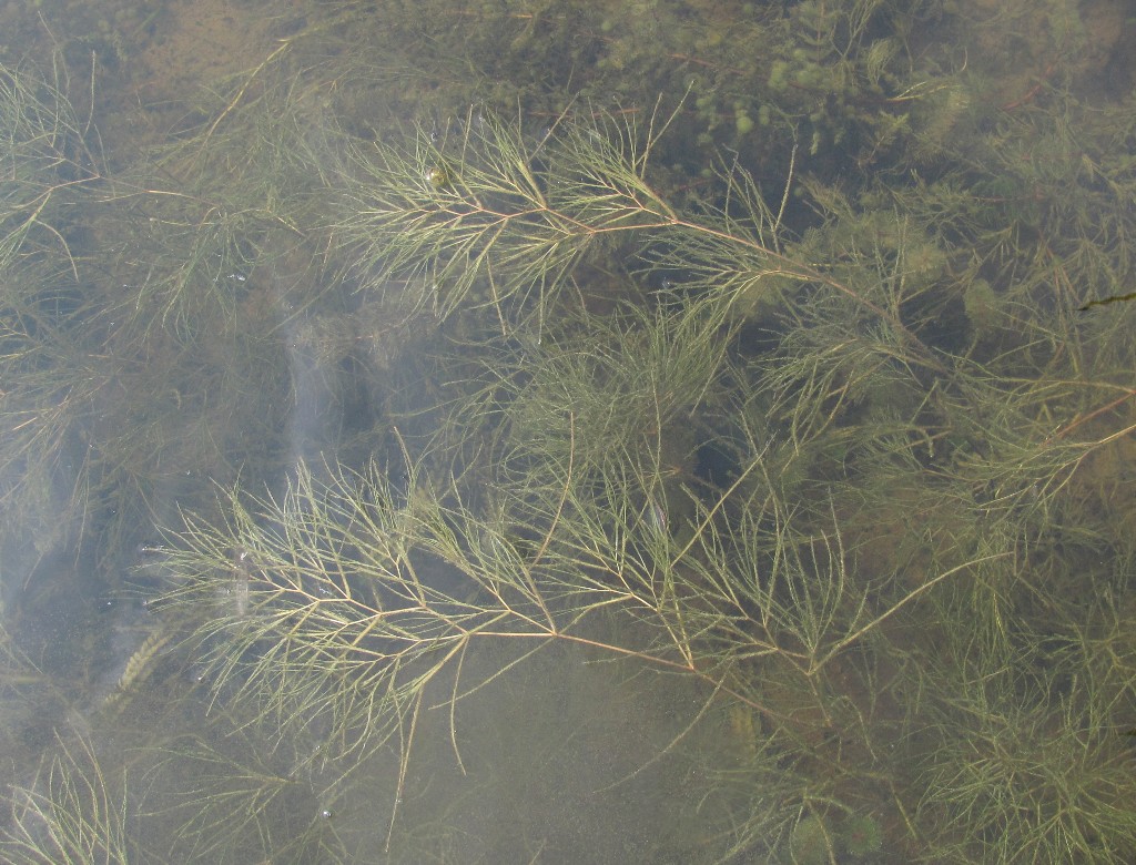 Изображение особи Potamogeton pectinatus.