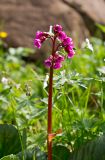 Bergenia crassifolia разновидность sajanensis. Верхушка побега с соцветием. Красноярский край, Западный Саян, хр. Борус. Июль 2011 г.