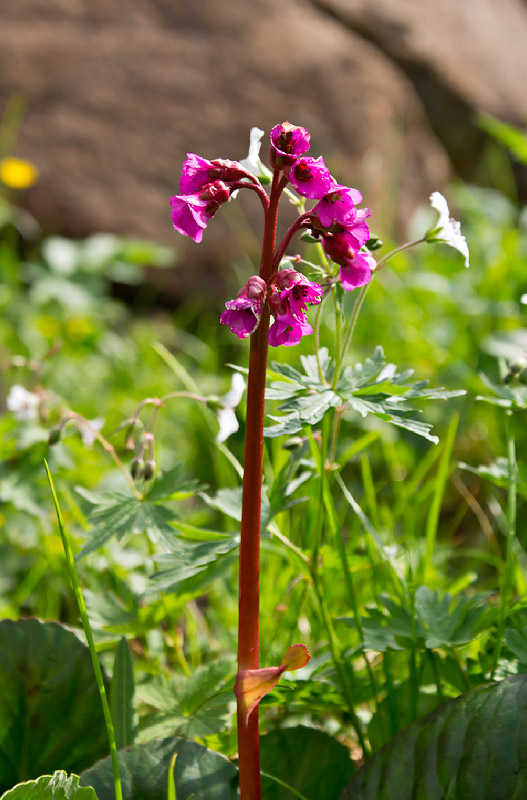 Изображение особи Bergenia crassifolia var. sajanensis.