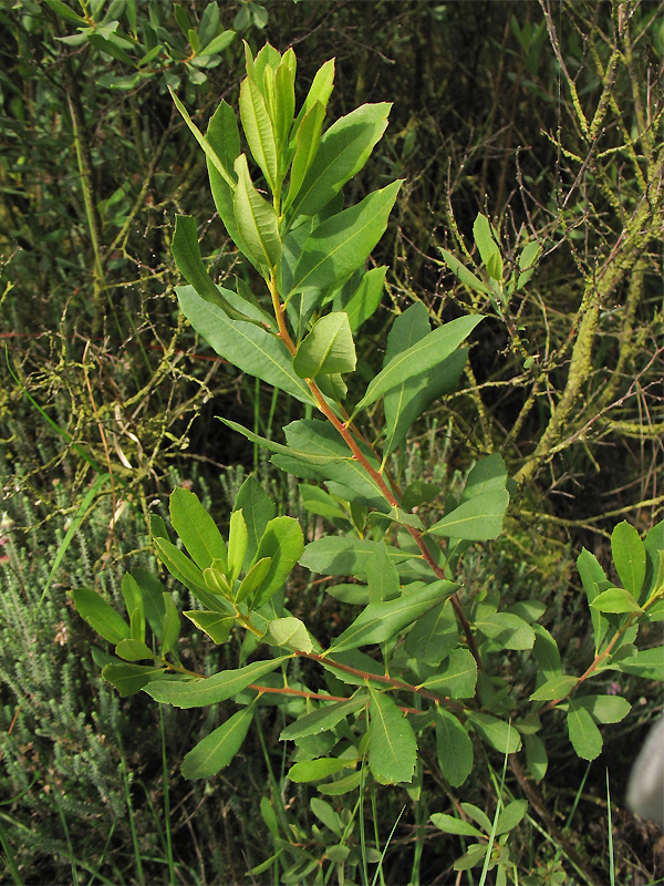 Image of Myrica gale specimen.