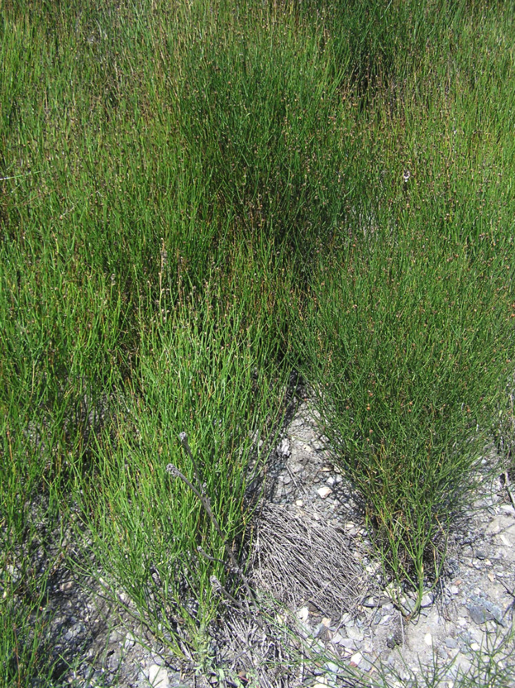 Image of Dodartia orientalis specimen.