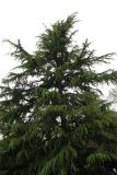 Cedrus deodara