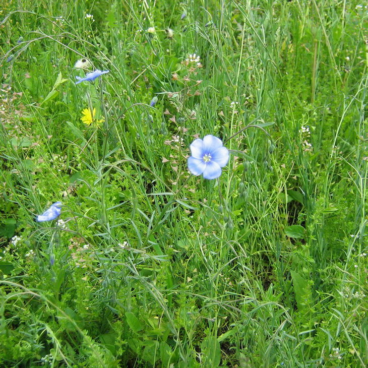 Image of Linum usitatissimum specimen.