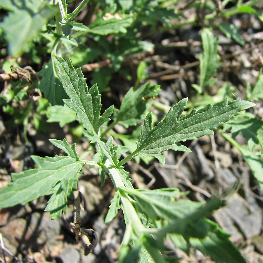 Image of Scrophularia donetzica specimen.