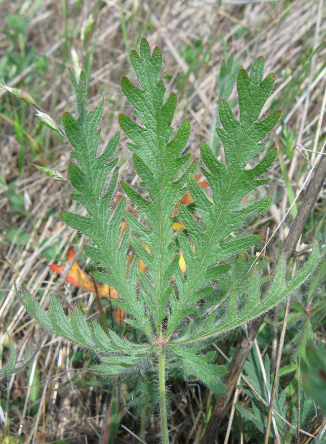 Изображение особи Potentilla semilaciniosa.