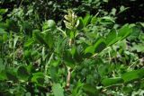 Astragalus glycyphyllos. Верхушка побега. Крым, предгорья, окр. с. Партизаны. 10 июня 2012 г.