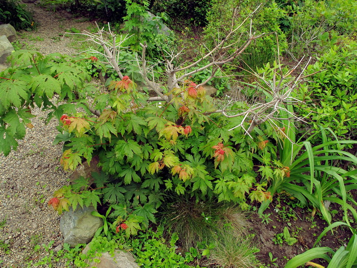 Image of Acer sieboldianum specimen.