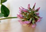 Trifolium repens. Соцветие-головка. Украина, г. Киев, Южная Борщаговка, ул. Булгакова, спонтанный газон. 29 июня 2012 г.