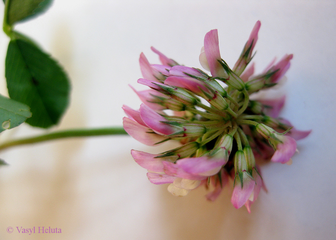 Image of Trifolium repens specimen.