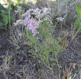 Limonium coralloides