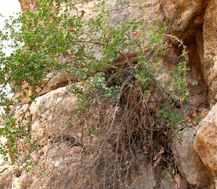 Image of Rosa maracandica specimen.