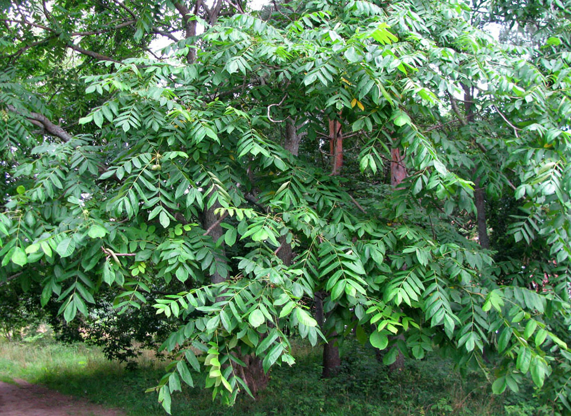 Изображение особи Juglans mandshurica.