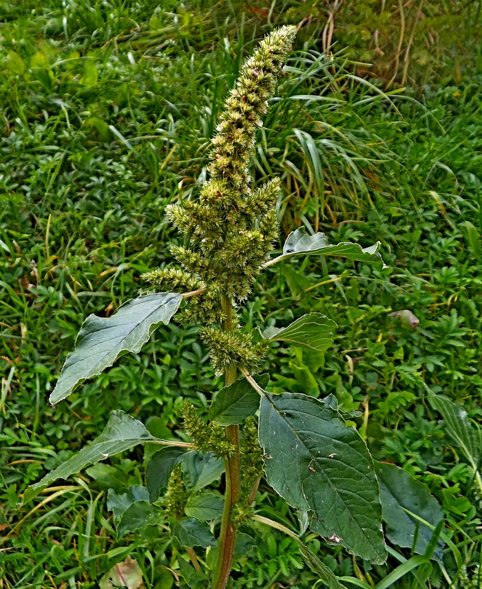Изображение особи Amaranthus retroflexus.