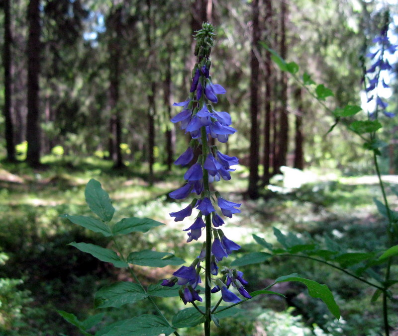 Image of Galega orientalis specimen.