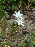 Ornithogalum navaschinii. Цветущее растение. Краснодарский край, сухой южный склон над р. Ея у станицы Шкуринская. 18.04.2009.